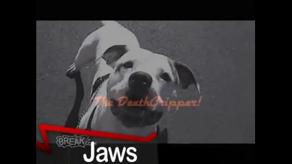 Most Awesome - Good Dogs 