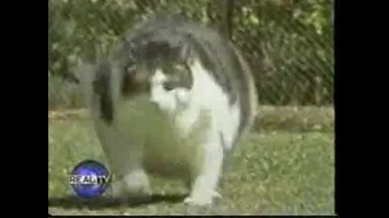 Най - Дебелата Котка в света