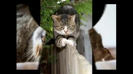 Котките - смешни и забавни