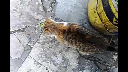 Котето Ми :d:d:d Мноо е смешно нали