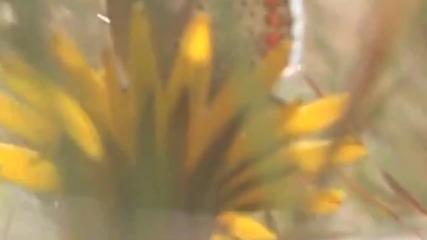 Зеленият Отбор представя Елфическият свят - Част 2