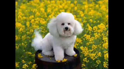 dogs