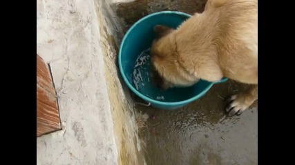 Куче, бъркащо в кофа... 
