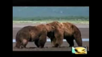 Bear Vs Bear