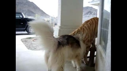 Тигър си играе с кучета :d (много смях)