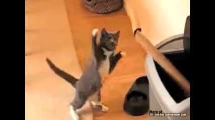 Боксиращо коте [ смях ]