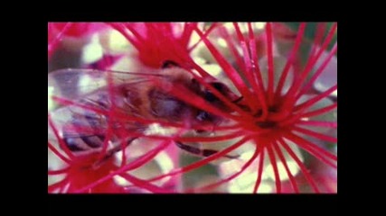 Animal Planet - Богомолка Убива Пчела