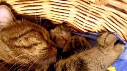 Happy Birthday Coco Cute Kittens and Cats Compilation