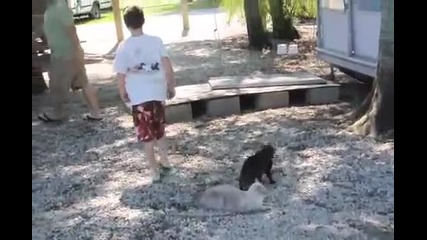 Смело коте срещу алигатори 