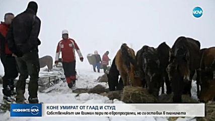 Собственикът на изоставените коне без разрешително да ги гледа в планината