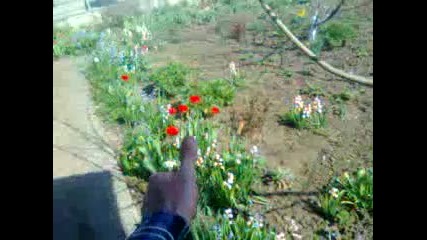 Lale Guzeli Ya 2015 Hd