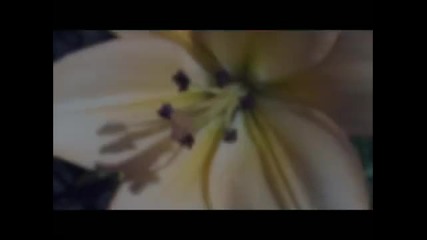 Цветна градина (десет минути релаксация)