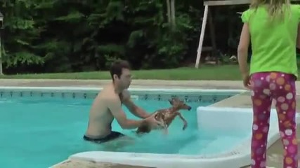 Малко сърненце попада в басейн , помагат му да излезе ,пускат го на свобода