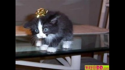 Funny Cats