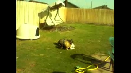 boldog