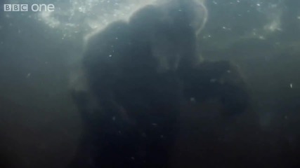 Hd: Мечка Гризли На Лов Във Водата 