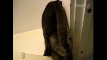 Коте екстремист