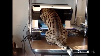 Компилация котки срещу принтери