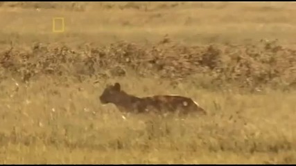 National Geographic - Lion 2/5