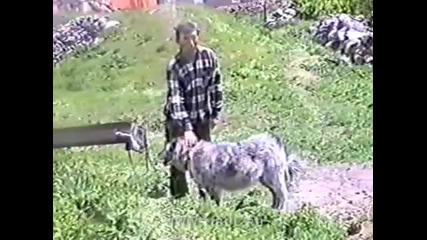 Caucasian Shepherd Dogs (part 06 17)