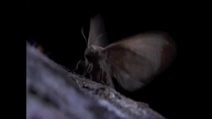 Bbc Nature - Madagascar