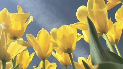 Bernward Koch - Yellow flowers 