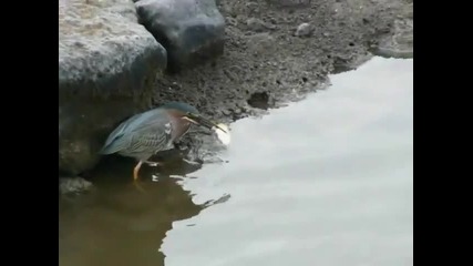 Хитра птица лови риба със стръв