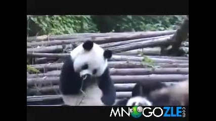 Кихащата Панда