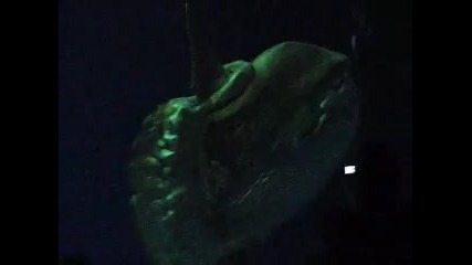 Sunfish & Great White Shark