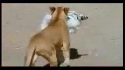 Опасен експеримент с животни