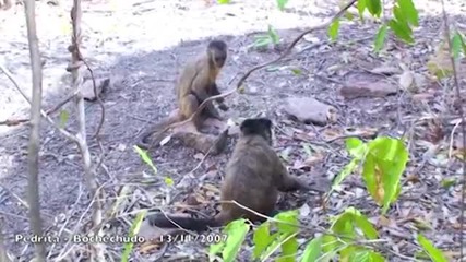 Флирт на маймунки