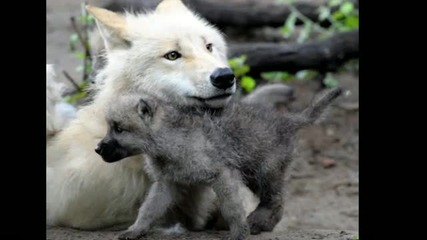 Mother Wolf Piano Music by Yiling Huang