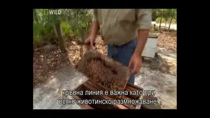 Нашествие Пчели - убийци 4 част