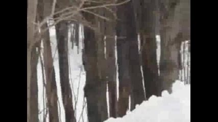 Beautiful Horses Running in Snow Appassionato