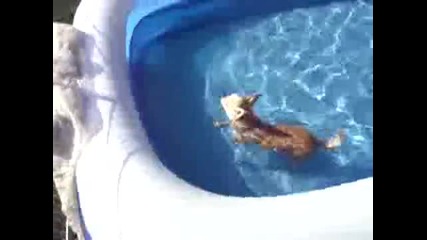 Кучето в басейна