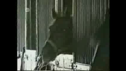 The most funny video clip in this world!!! 
