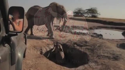 Хора спасяват слонче, емоционална среща с майка му.