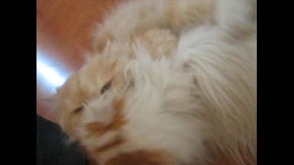 Котки се гушкат...или нещо такова