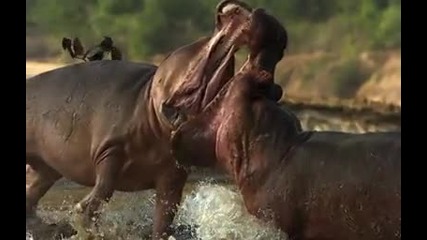 Bbc - David Attenborough's "africa" - s01e02 - Savannah (2013)