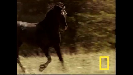 Wild Horses Kick Butt