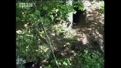 Bbc Mother Wolf Epic Journey to Feed Cubs 