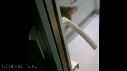 Котка''спасява'' стопанина си,като му отваря вратата