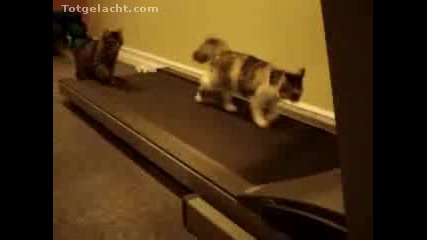 Котки на пътечка за бягане