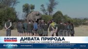 Дивата природа: Близки срещи със слоновете в Южна Африка