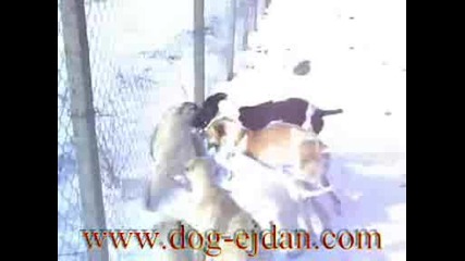 Кангал, Kangal Www.dog - Ejdan.com