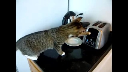 Котка се плаши от тостер ! смях