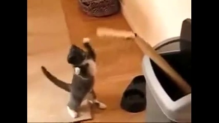 Котката боксьор!!! 