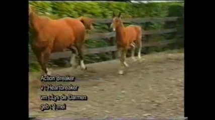 The Jumping Foal, Horses