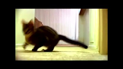 The Mean Kitty Song Hd