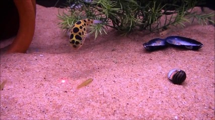 аквариумни рибки гонят лазерен лъч